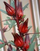 HIBISCUS - Hibiscus sabdariffa L. 100 GRS