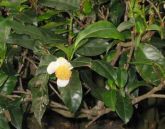 BAN-CHÁ/CHÁ VERDE - Camellia sinensis (Banchá) 100 GRS