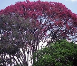 IPÊ ROXO - Tabebuia avellanedae - Lor 25 GRS