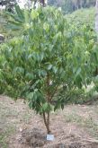 CANELA CASCA - Cinnamomum spp. 25 GRS