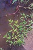 SETE SANGRIAS - Cuphea spp. 25 GRS