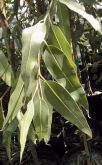 EUCALIPTO - Eucalyptus citriodora 25 GRS