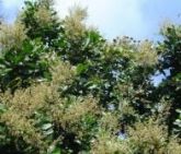PAU MAGRO - Cupania Oblongifolia. 25  GRS