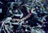 CHÁ DE BUGRE - Cordia salicifolia. 25 GRS