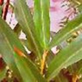 AGONIADA - Plumeria lancifolia - Muller 25 GRS