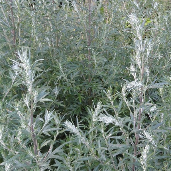 ARTEMÍSIA - Artemisia vulgaris - L. 25 GRS