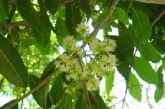 JAMBOLÃO - Syzygium jambolana - D.C 25 GRS