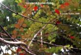 UNHA DE GATO RAIZ - Uncaria tomentosa - Willd. 25 GRS