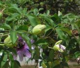 MARACUJÁ - Passiflora alata Dryander 25 GRS