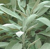 SÁLVIA - Salvia officinalis - L  25 GRS