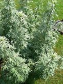 LOSNA - Artemisia absinthium L. 25 GRS